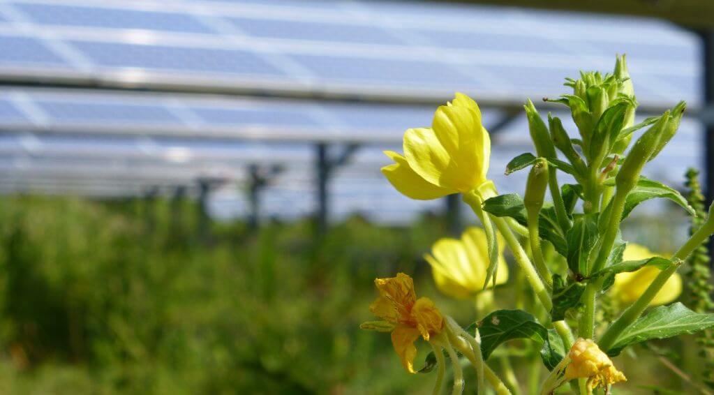 yellow flower and blue sky