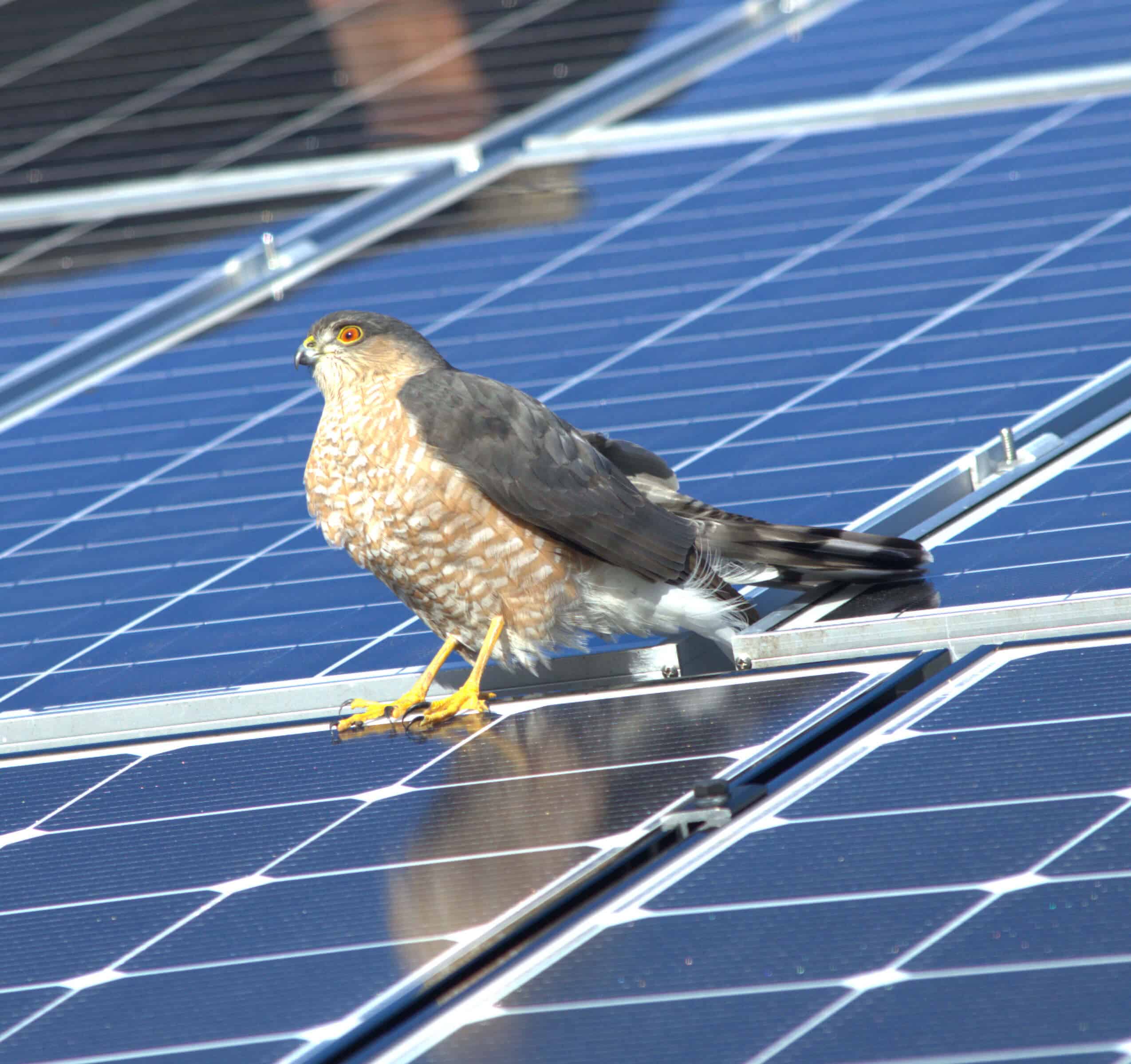 My Generation Energy Brockton, MA Hawk on Solar Panels