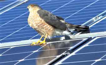 my generation energy brockton ma hawk on solar panels